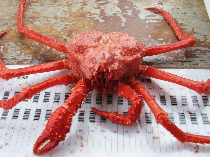 scarlet king crab